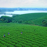 茅山茶海