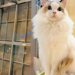 猫咪博物馆(大同星茂汇店)