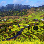 杨丰山