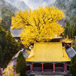 淌豆寺