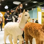 神兽·羊驼主题馆(青羊万达店)