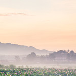 中国莲花第一村