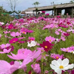 漫花田野