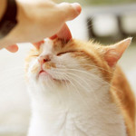 猫咪博物馆(晋城万达店)