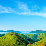 大仙峰·茶美人景区
