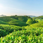 龙坞茶村
