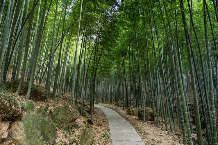 宜兴国家森林公园验客在七万亩森林里遇见自然遇见你