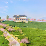 永福樱花茶旅景区
