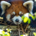 合肥野生动物园