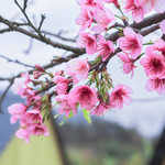 丹樱农场