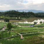 北碚静观腊梅园