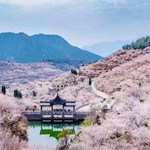 崂山区大崂樱桃谷