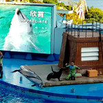 海豚剧场