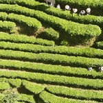 青城道茶观光园