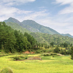 中国田鱼村