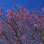 零海拔潜水(樱花谷店)