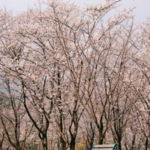 宛委山樱花林