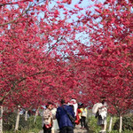 丹林樱花谷