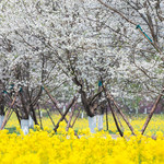 问花村