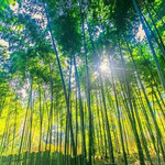 树山生态村