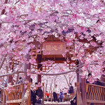 大田屏山·仙居山樱花园