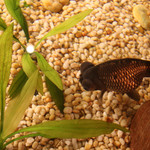 金魚寶殿