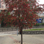 完善公园南区
