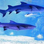 成都浩海立方海洋公园