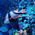浪涛水族馆