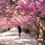 莱阳濯村樱花园