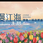 海上明月郁金香花博会