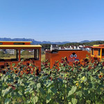 秀岩鹅大队乐园