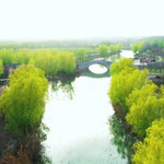 陈桥湿地公园