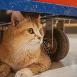 猫咪博物馆(咸阳丽彩万达店)