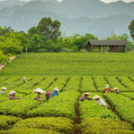 大明山万古茶园