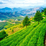 羊岩山茶文化园
