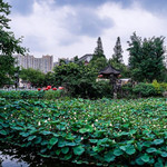 成都市文化公园