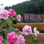 鲜花山谷