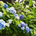 石龙绣球花海