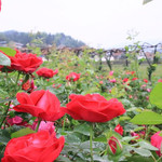 花园郎洞