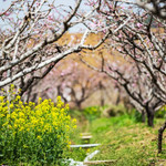 无锡阳山桃花源景区