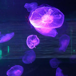 无锡海洋馆