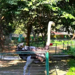 京明温泉度假村动物观赏园