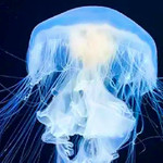 水母海洋馆