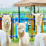 东莞荷塘印象生态园