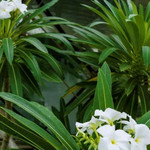 泰达热带植物园