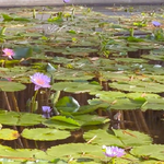 海南火莲花地质景区