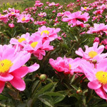 柳河县千亩芍药花谷