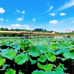 湛河源莲花湿地