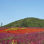 幽芳谷花海
